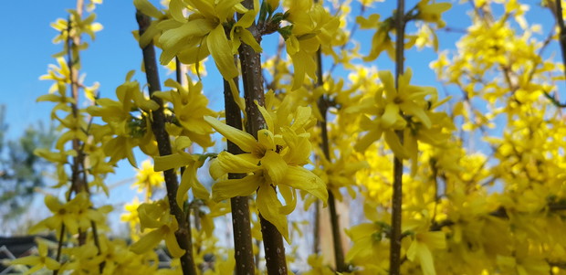 Oczywiście forsycja.