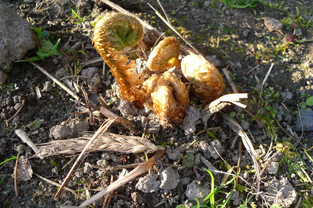 Paproć budząca się do życia