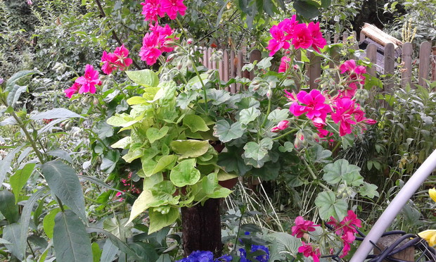 Piękna kompozycja kwiatowa w donicy