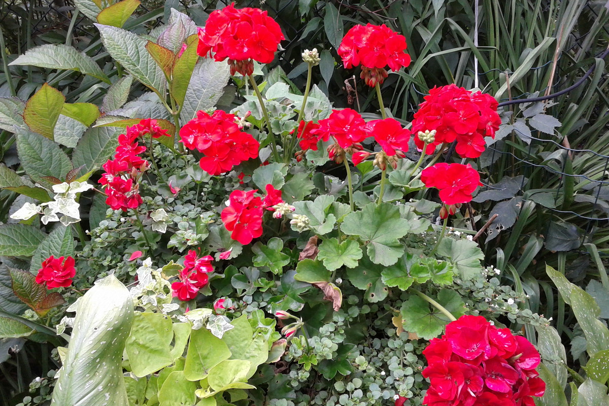 Piękne pelargonie