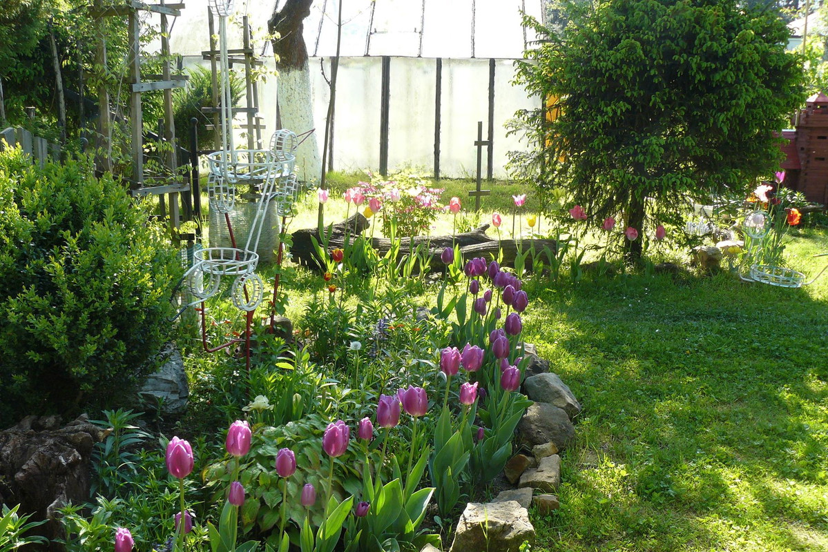 Piękno tulipanów
