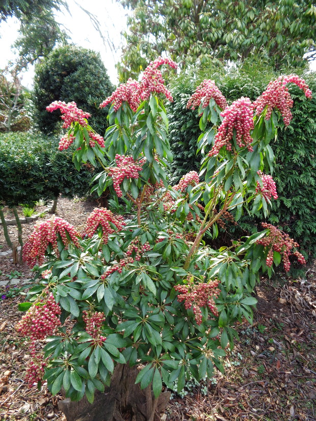 Pieris