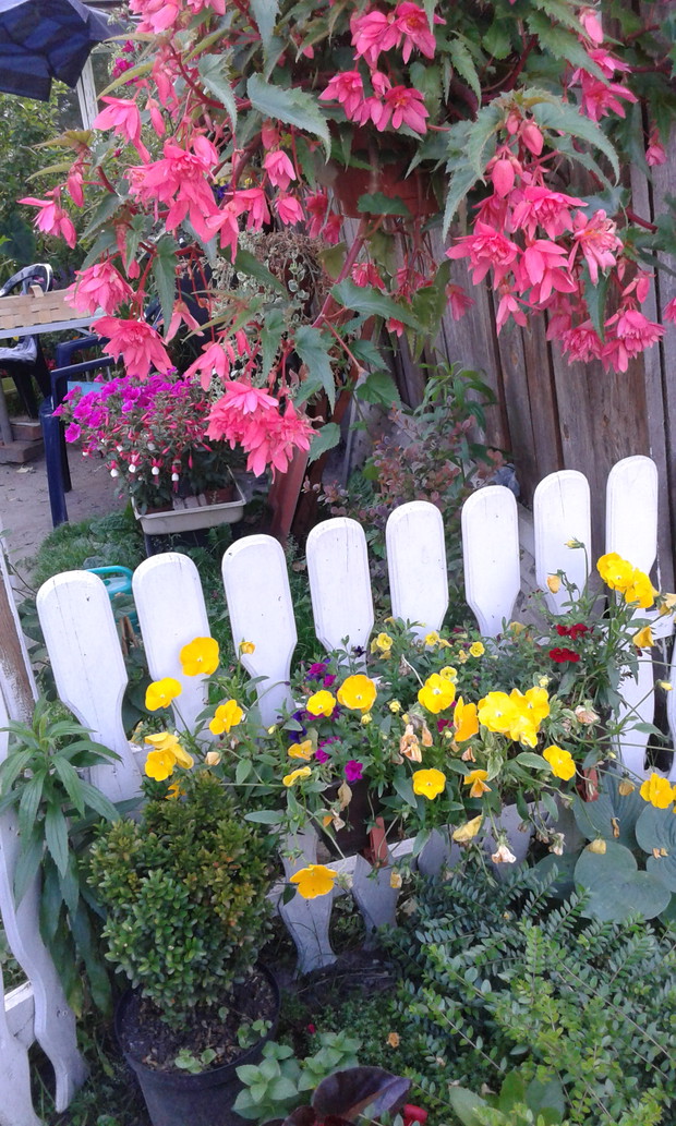 Przepiękna begonia zwisająca