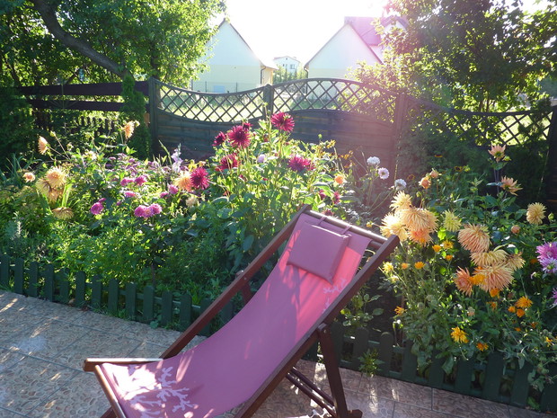 Rabata, królują Dalie