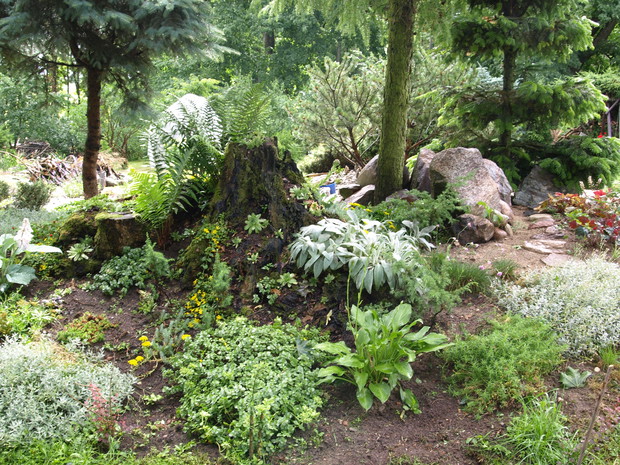 Rabata na starym pniu