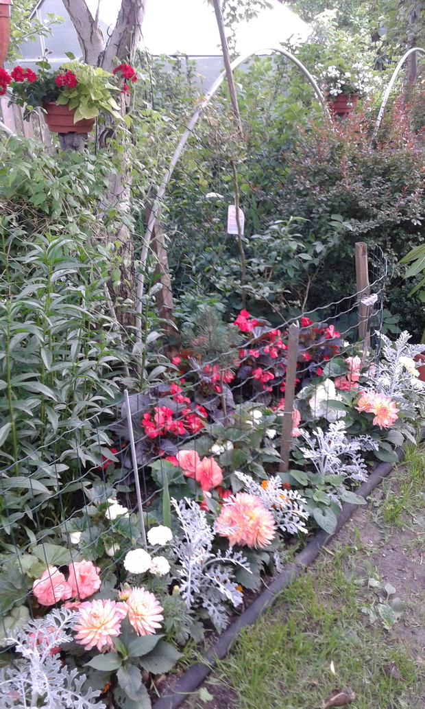 Rabata z jednorocznymi kwiatami