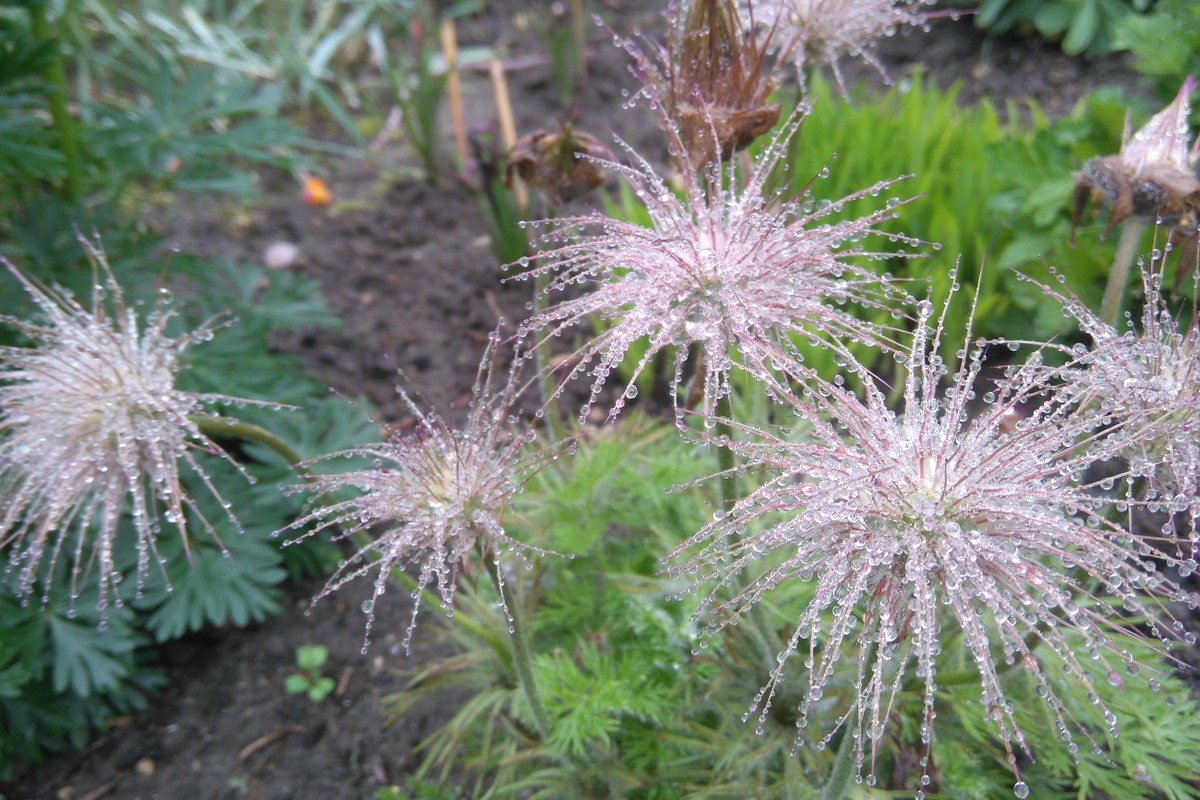 ROSA NA KWIATACH