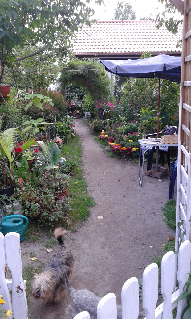 Ścieszka przez ogródek