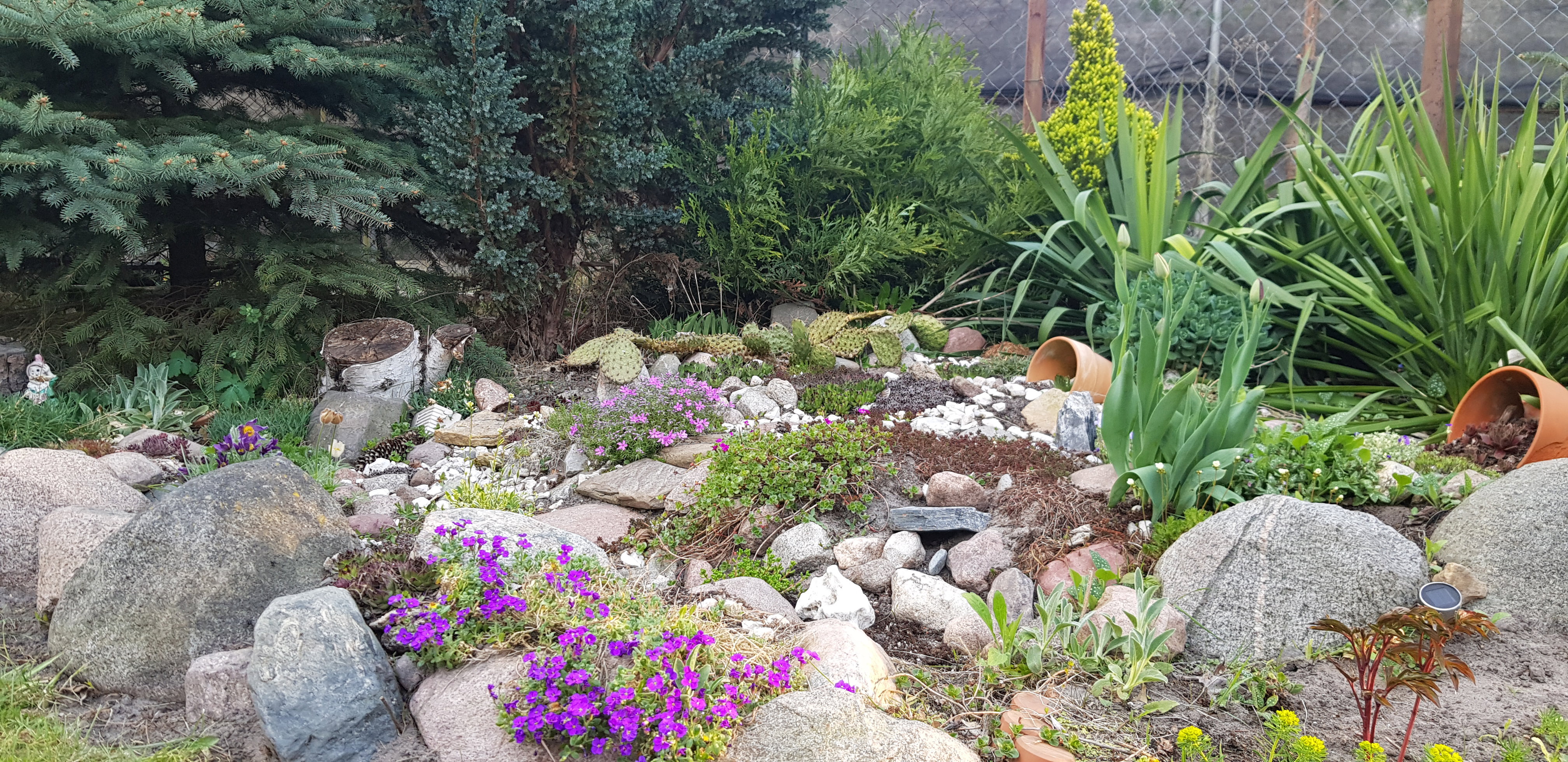 Skalniak w wiosennej szacie.