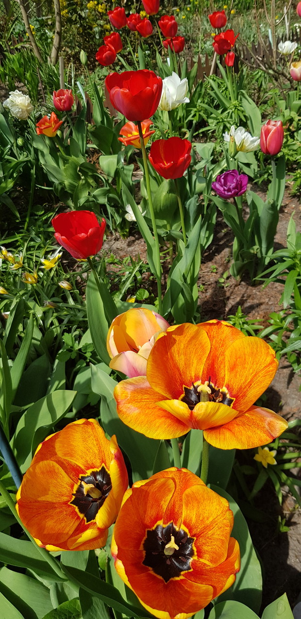 Tulipany , kolory tęczy.