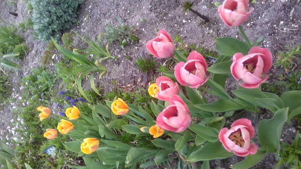Tulipany