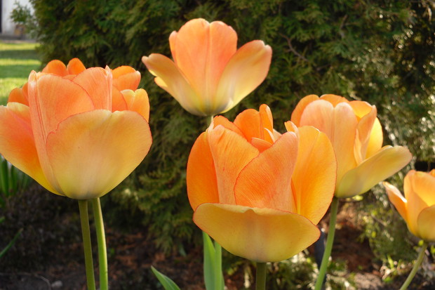 Tulipany