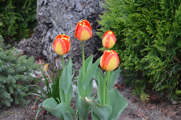 Tulipany