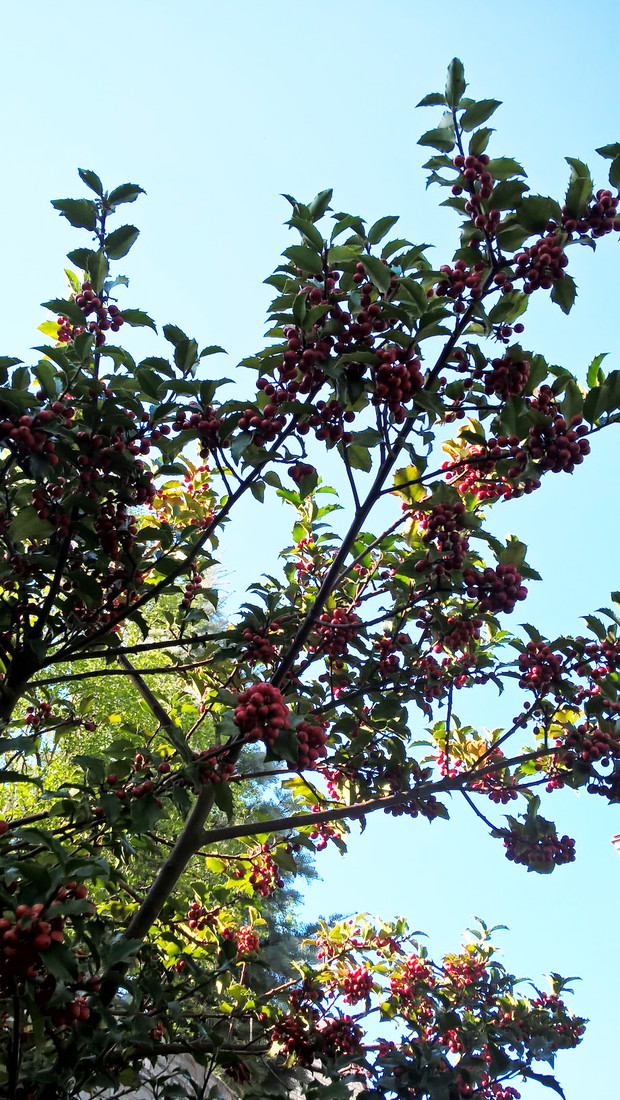 Wiosenny Ogród z Fiskars