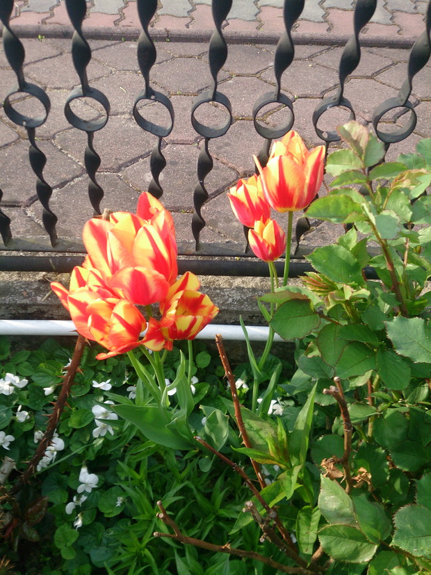 ”Wiosenny Ogród z Fiskars"