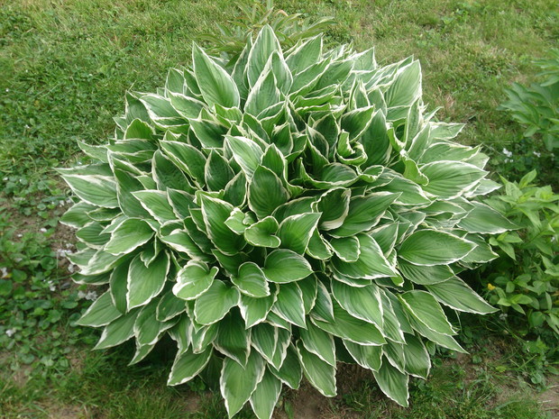 ”Wiosenny Ogród z Fiskars"