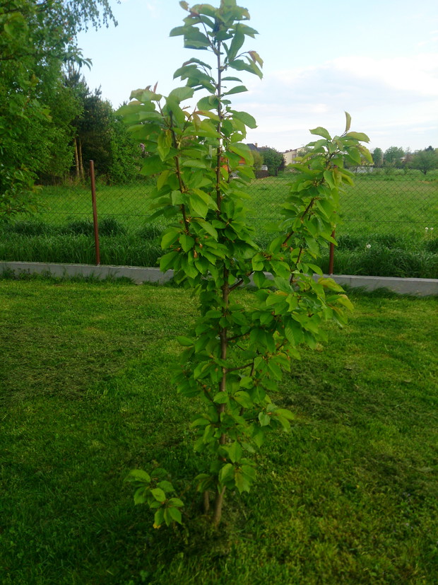 ”Wiosenny Ogród z Fiskars"