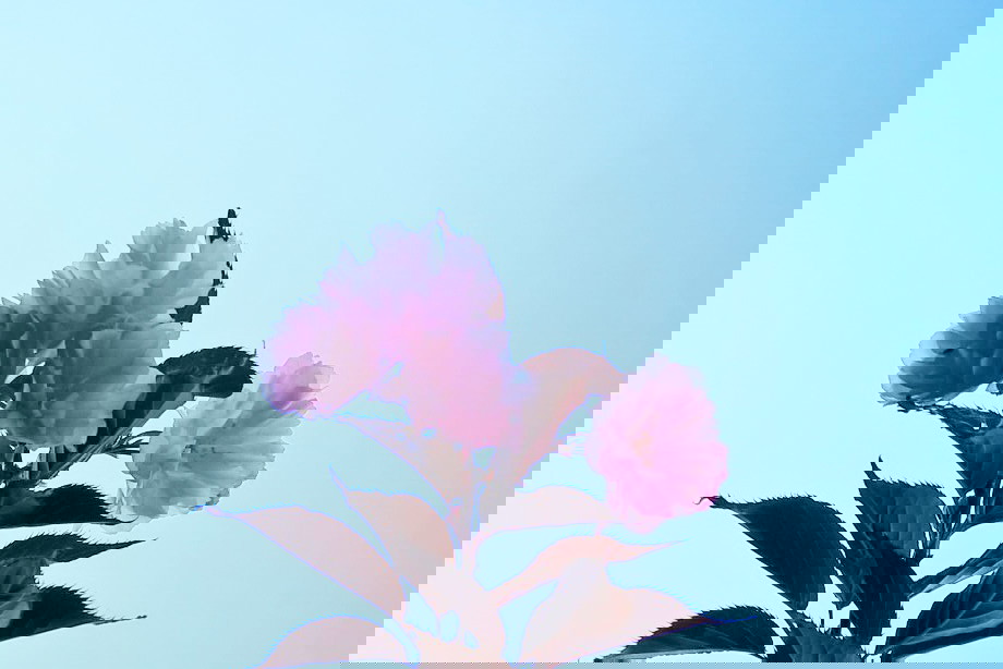 Wiosenny Ogród z Fiskars