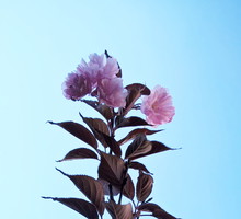 Wiosenny Ogród z Fiskars