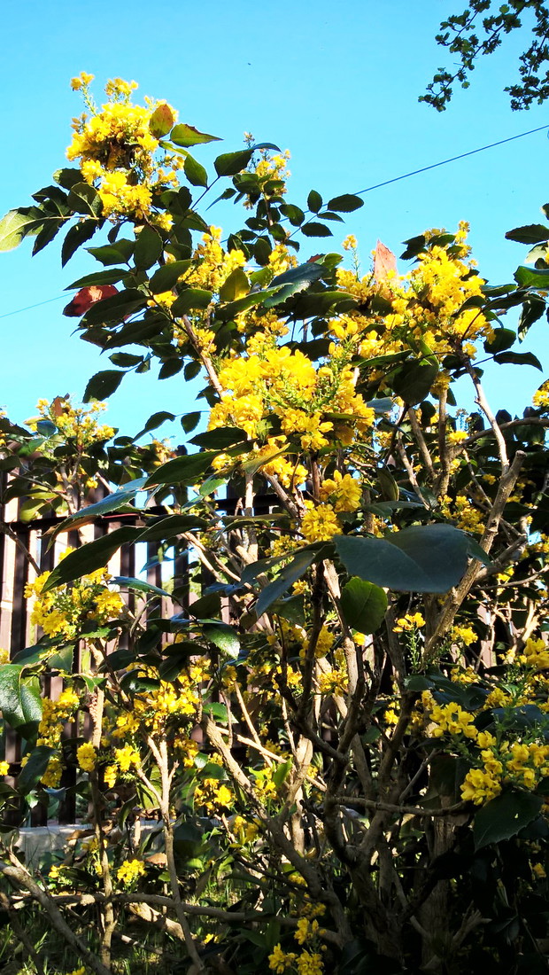 Wiosenny Ogród z Fiskars