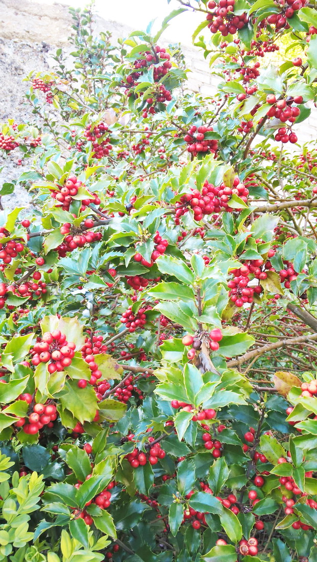 Wiosenny Ogród z Fiskars