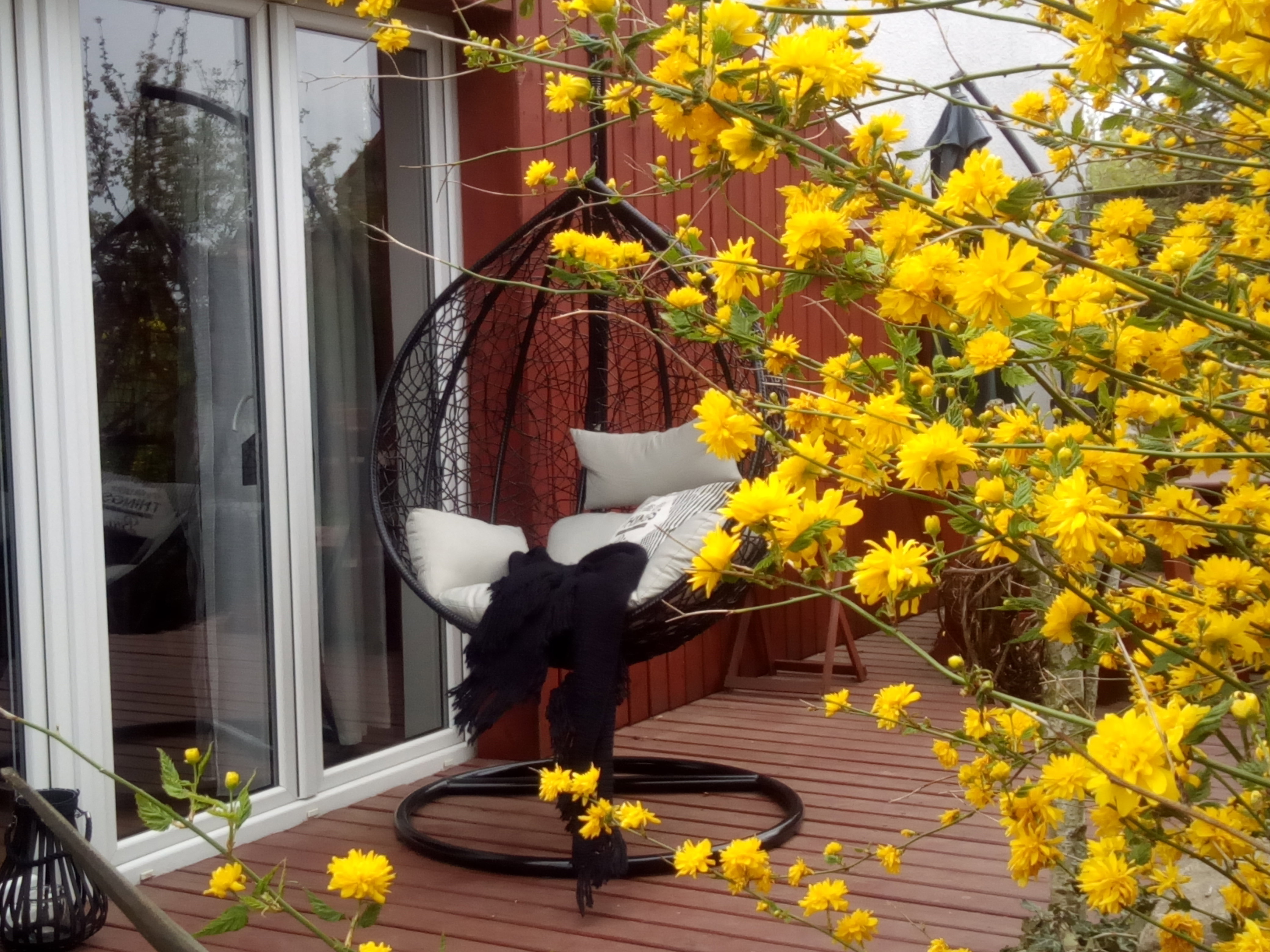 Złotolin w pełnej krasie .