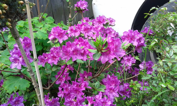 Azalje jak zwykle niezawodne