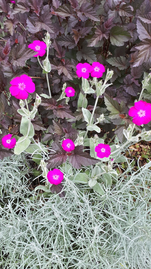 Firletka, na tle pęcherznicy a pod nią kocanka.