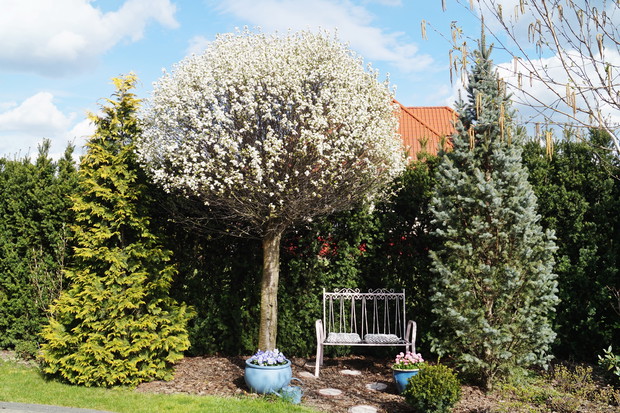 kącik wypoczynkowy pod wiśnią kulistą - wiosna 2019