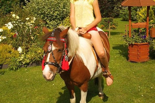Kalinka w ogrodzie