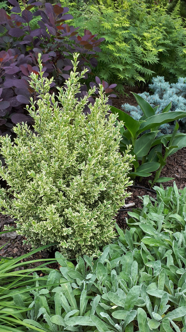 Kolorowo, tak jak lubię.