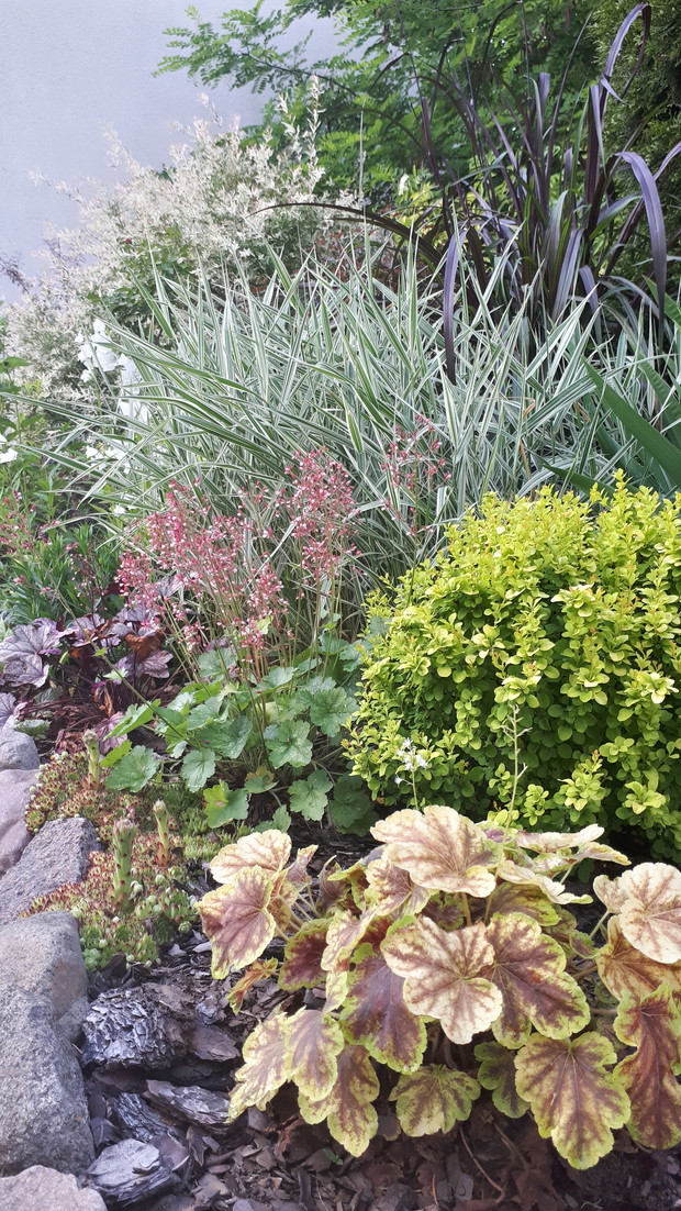 Mały busz... Żurawki, trawy, berberys, pęcherznica, wierzba itd