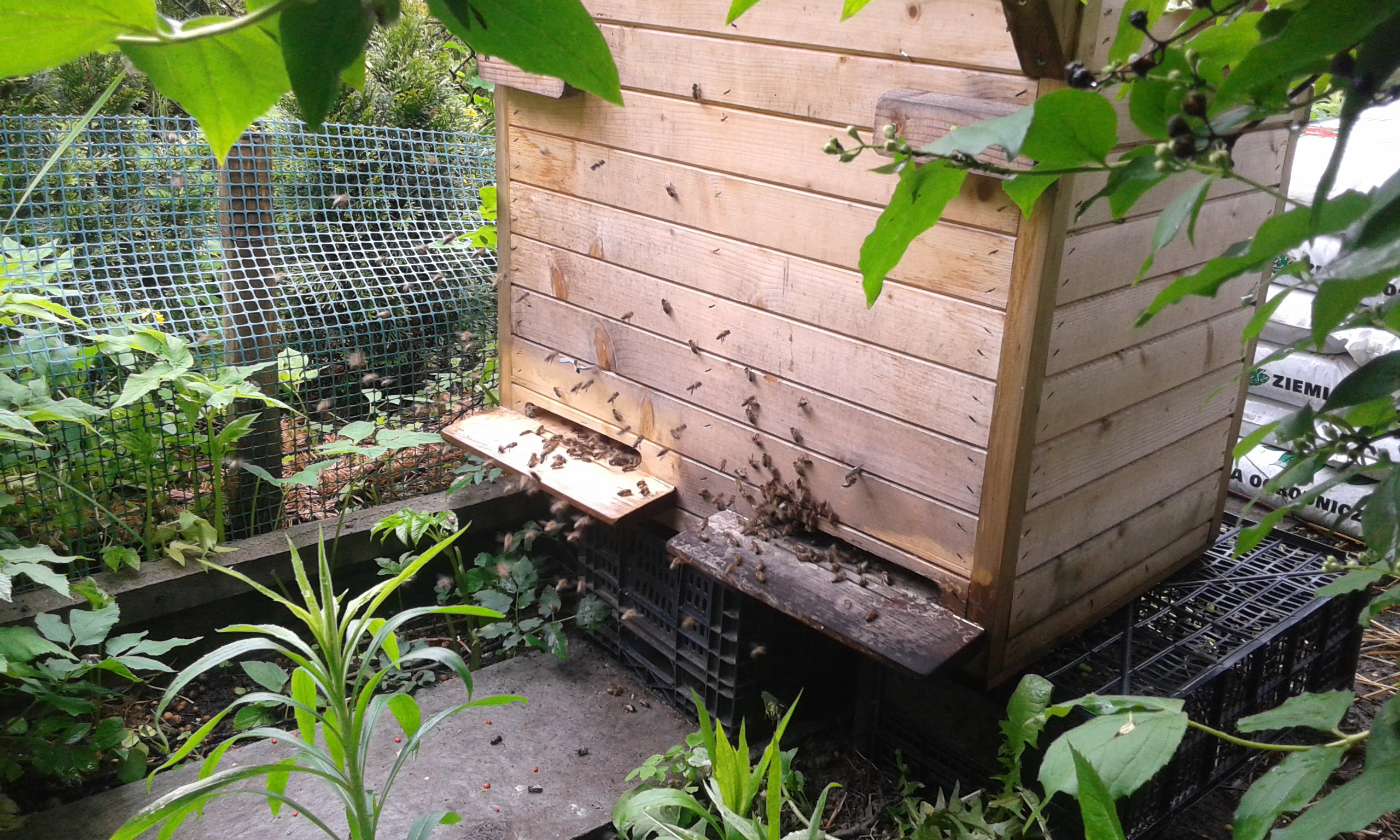 Moje małe podopieczne