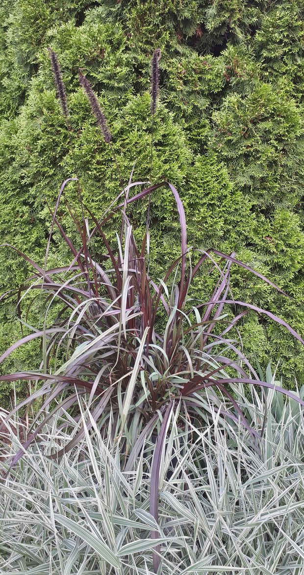 Mozga trzcinowata, trawa słoniowa vertigo na zielonym tle z tuji szmaragd.