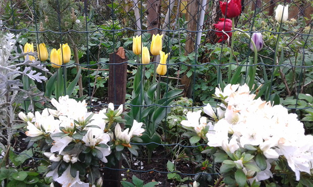 Na pierwszym planie  azalje