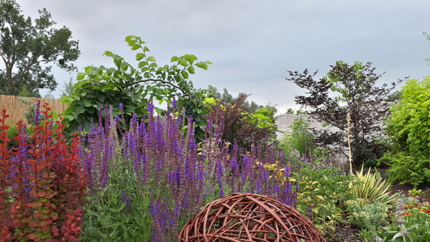 Na rabacie króluje szałwia.