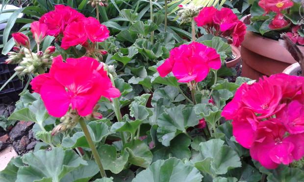 Nie zawodne pelargonie