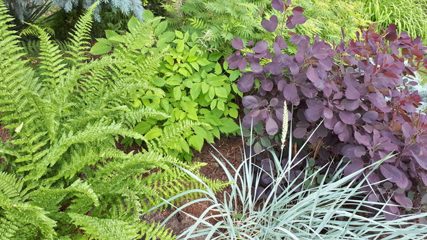 Paproć, parzydło leśne, wydmuchrzyca piaskowa, perukowiec...