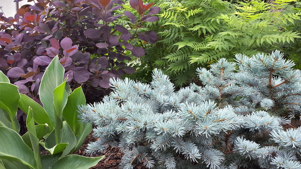 Perukowiec, uwielbiam jego kolor.