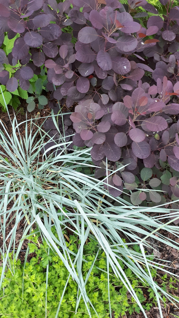 Perukowiec, uwielbiam..