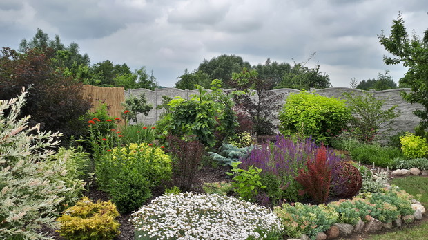 Pięknie kwitną goździki i szałwia