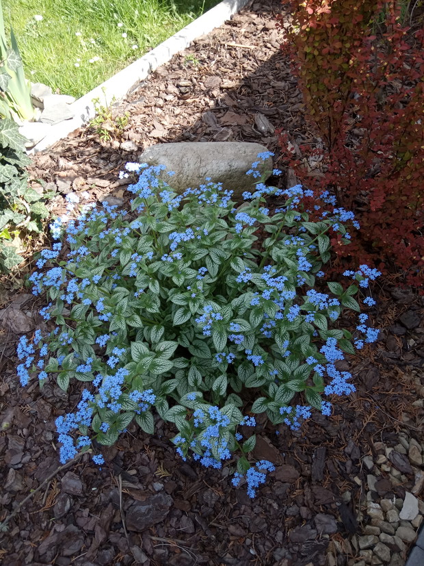 Prawie jak niezapominajka