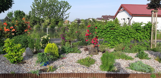 roślinność ozdobna