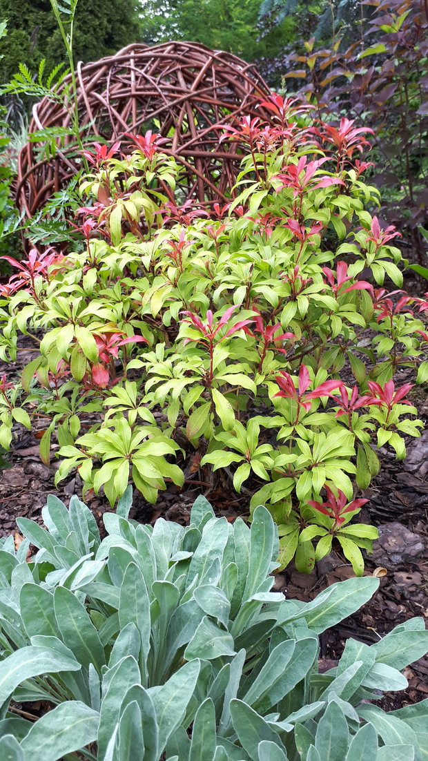 Smagliczka, pieris i kula wiklinowa.