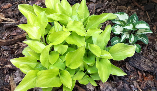 Soczysta limonkowa funkia i jej miniaturowa "koleżanka"