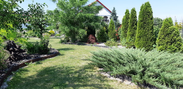 spacer między zielenią