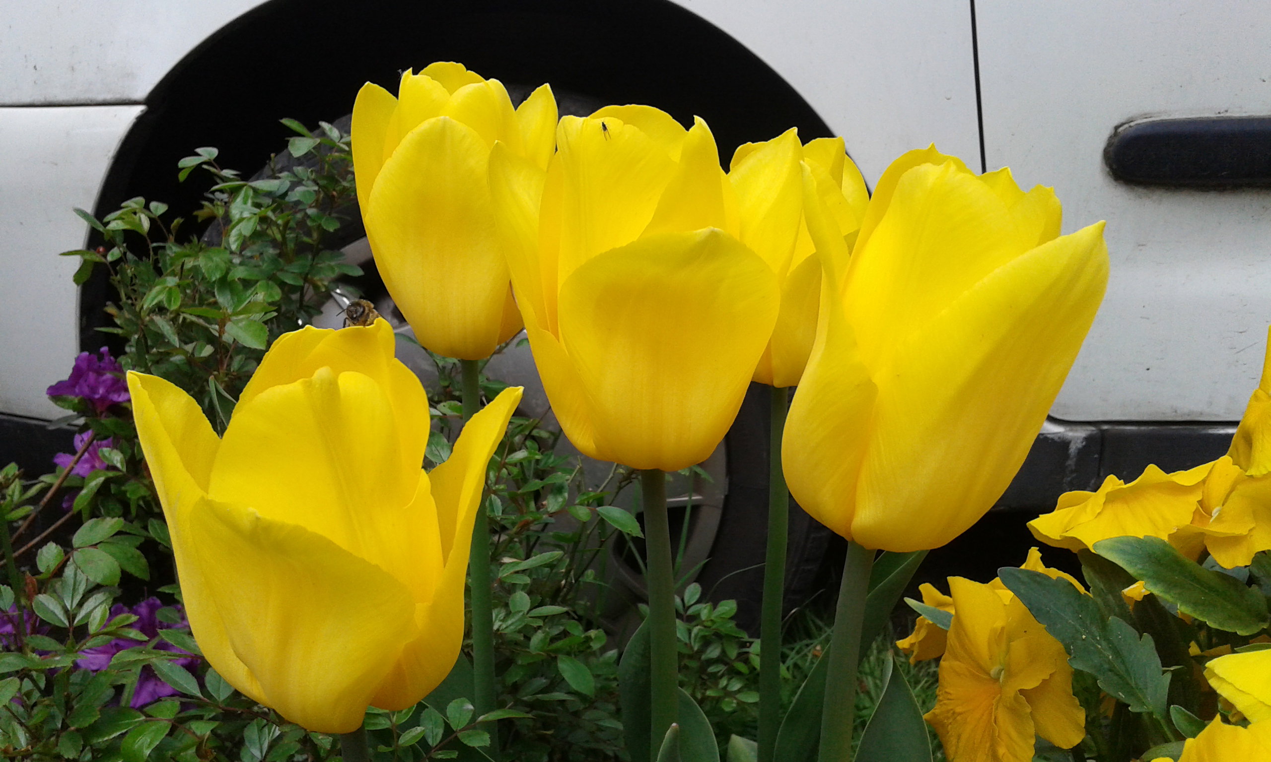 Tulipany  w fazie kwitnienia