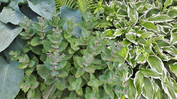 Zakątek cienisty, funkie, paprocie i rozchodnik.