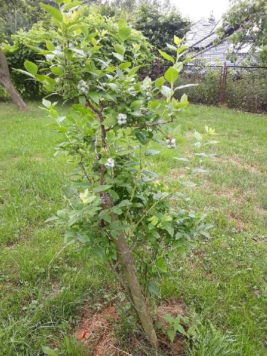 Borówki amerykańskie