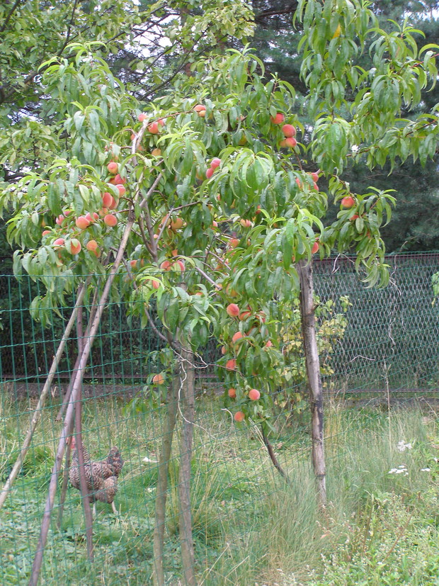 brzoskwinie( sprzed roku)